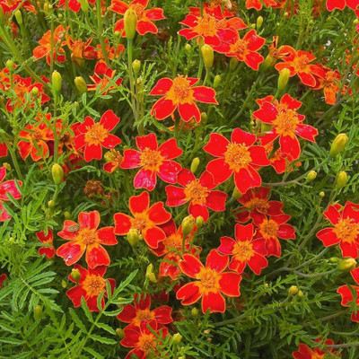 VibeX Marigold Seed(20 per packet)
