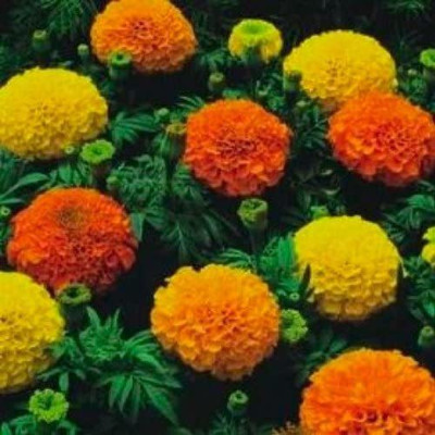VibeX Marigold Seed(85 per packet)