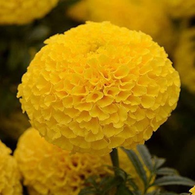 Audhav Marigold Inca Yellow Flower Seeds For Summer Season Home Gardening Seed(50 per packet)