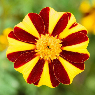 WILLVINE ™Marigold Tagetes Patula Dwarf French Mr Majestic Seeds Seed(1000 per packet)