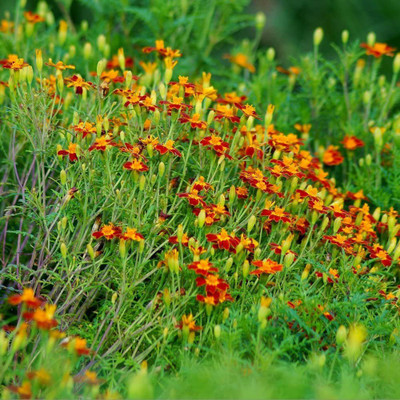 VibeX Marigold Seed(85 per packet)