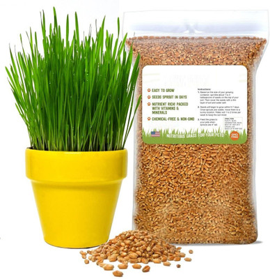 VibeX Wheatgrass seeds for Micros & Juicing Seed(400 per packet)