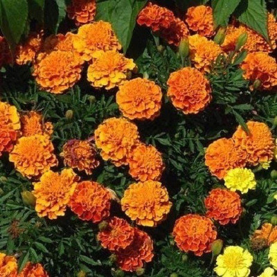 VibeX ™ PUSA-1189 Marigold Orange Inca | Dwarf Variety | F1 Hybrid Seed(90 per packet)