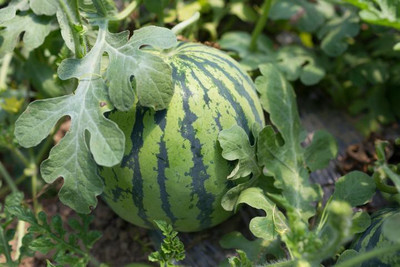 XOLDA Watermelon Seed(20 per packet)
