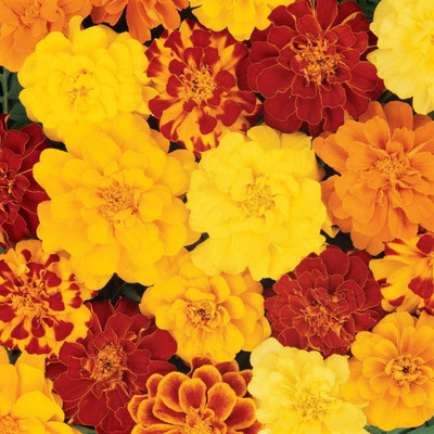 WILLVINE Marigold Tagetes Patula French Double Brocade Mix Seeds Seed(500 per packet)