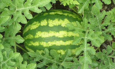 Paudha Watermelon 786 Hybrid Seed(45 per packet)