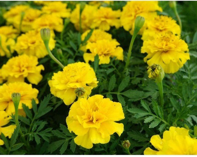 CRGO ® HAU-1284 MARIGOLD GULZAFRI YELLOW SEEDS Seed(40 per packet)