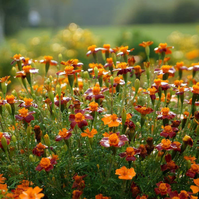 VibeX Marigold Seed(40 per packet)
