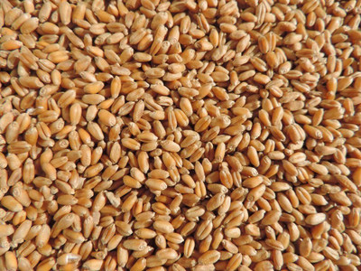 CYBEXIS Wheatgrass Sprouting Seeds2800 Seeds Seed(2800 per packet)