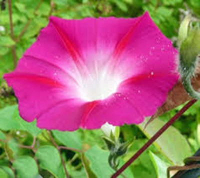 GRAH PRAVESH Ipomoea creeper, morning glory Seed(50 per packet)