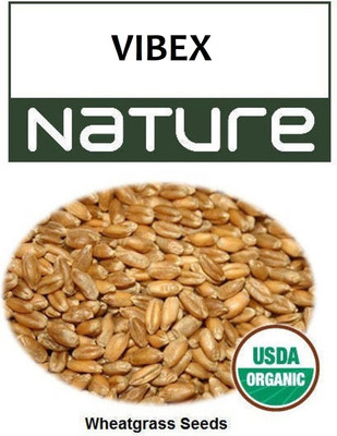 VibeX ™ GBPUAT-791 Wheatgrass Seeds, Non-GMO & Untreated Seed(150 per packet)