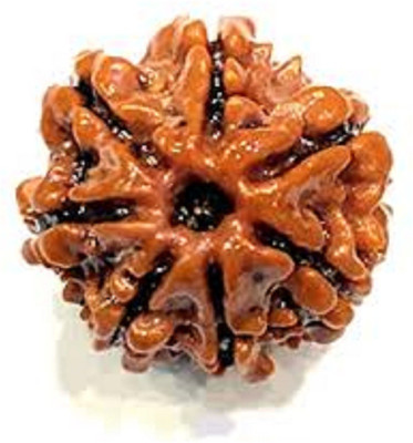 aura gems jewels Original Nepali 7 Mukhi 15mm Brown Color Natural Certified Rudraksha Beads Beads Wood