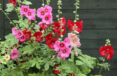 sporos Hollyhock Seed(20 per packet)