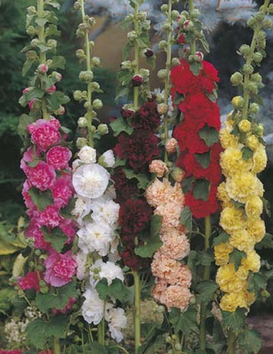 XOLDA Hollyhock Seed(30 per packet)