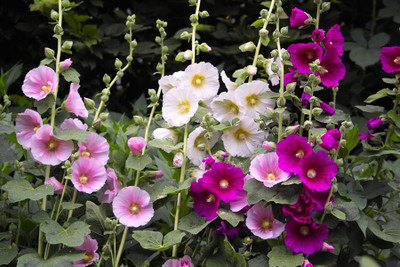 Paudha Hollyhock Hybrid Flower Seed(45 per packet)