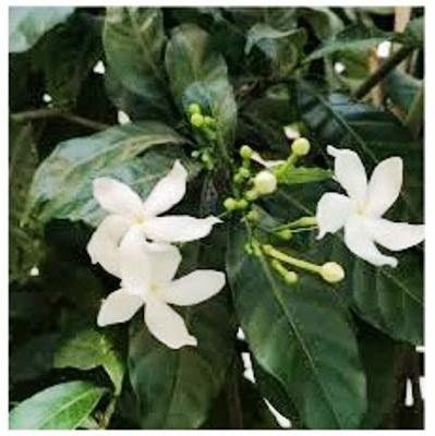 saraswati traders Night Bloom Jasmine Plant(Hybrid, Pack of 1)