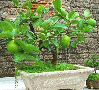 InGreen Lemon Plant(Hybrid, Pack of 1)