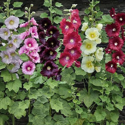 XOLDA Hollyhock Seed(35 per packet)