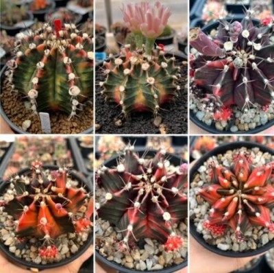 Srushtitraders cactus Gymnocalycium Seed(30 per packet)