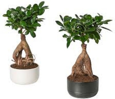 Starlink Ficus Plant(Hybrid, Pack of 1)