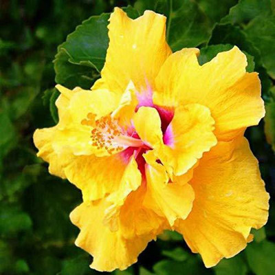 Greenlive traders Hibiscus Plant(Hybrid, Pack of 1)