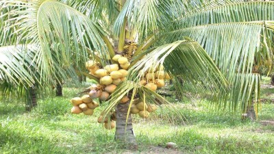 Ukanda Coconut Plant(Hybrid, Pack of 1)