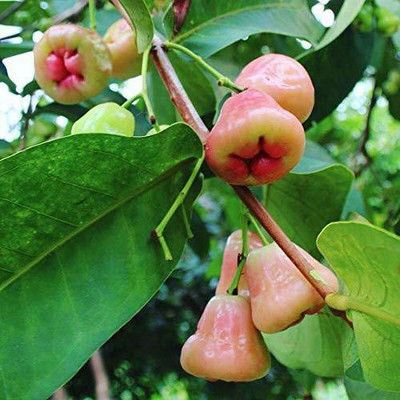 saraswati traders Jamun Plant(Hybrid, Pack of 1)