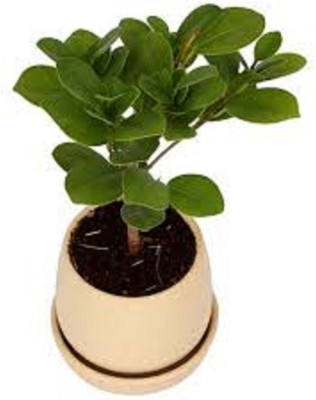 Starlink Ficus Plant(Hybrid, Pack of 1)