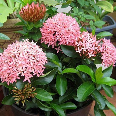 AloGardening Trothic Ixora/Chethi Plant(Hybrid, Pack of 1)