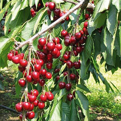 Aywal Maulsari Cherry Seeds For All Season Seed(2 per packet)