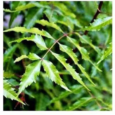 The Entacloo Neem Plant(Hybrid, Pack of 1)