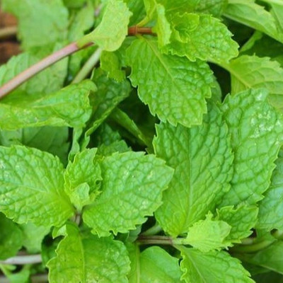 XOLDA Mint Seed(10 per packet)