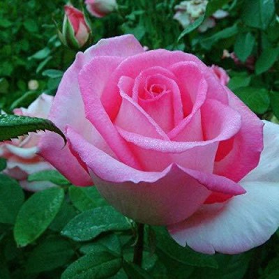 Greenery Nursery Rose Plant(Hybrid, Pack of 1)