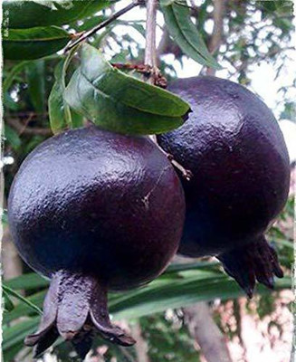 CYBEXIS LX-98 - Rare Black Pomegranates Punica Granatum - (90 Seeds) Seed(90 per packet)