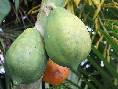 XOLDA Papaya Seed(30 per packet)