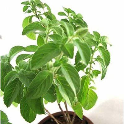 saraswati traders Tulsi Plant(Hybrid, Pack of 1)