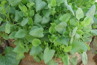 XOLDA Chukka kura Seed(20 per packet)
