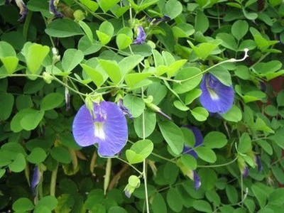 Ukanda Aparajita/ Butterfly Pea Plant(Hybrid, Pack of 1)