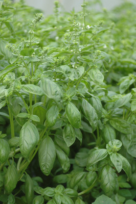 XOLDA Basil green Seed(30 per packet)