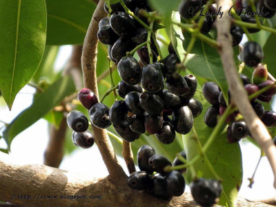 saraswati traders Jamun Plant(Hybrid, Pack of 1)