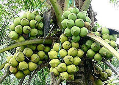 saraswati traders Coconut Plant(Hybrid, Pack of 1)