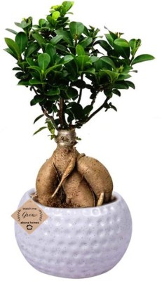 Cloud Farm Ficus Plant(Hybrid, Pack of 1)