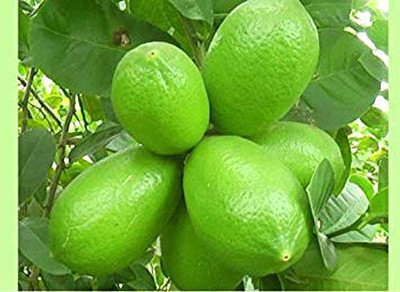 GreenyOn Lemon Plant(Hybrid, Pack of 1)
