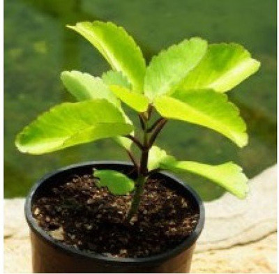 Oxygreenplant Bryophyllum Pinnatum/Patharchatta Plant(Hybrid, Pack of 1)