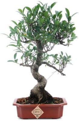 Tigress Ficus Plant(Hybrid, Pack of 1)