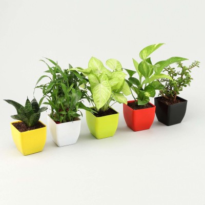 Vibrant Green Money Plant(Pack of 5)