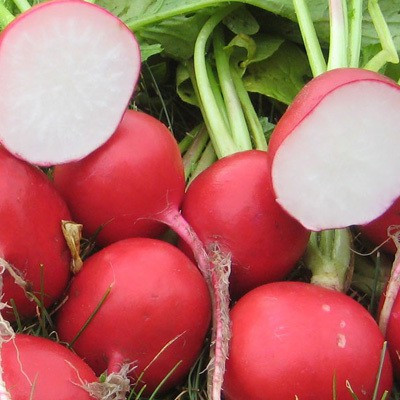Corofitam Radish Red Round Seed(38 per packet)