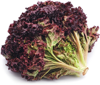 Arlo Lettuce Red Seed(30 per packet)
