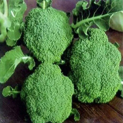 Sjeme BROCCOLI Seeds Seed(400 per packet)