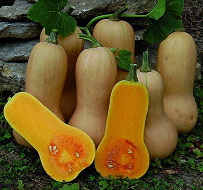 VibeX ® XLR-590 Green Bell Shape Butternut Squash Seeds Seed(100 per packet)